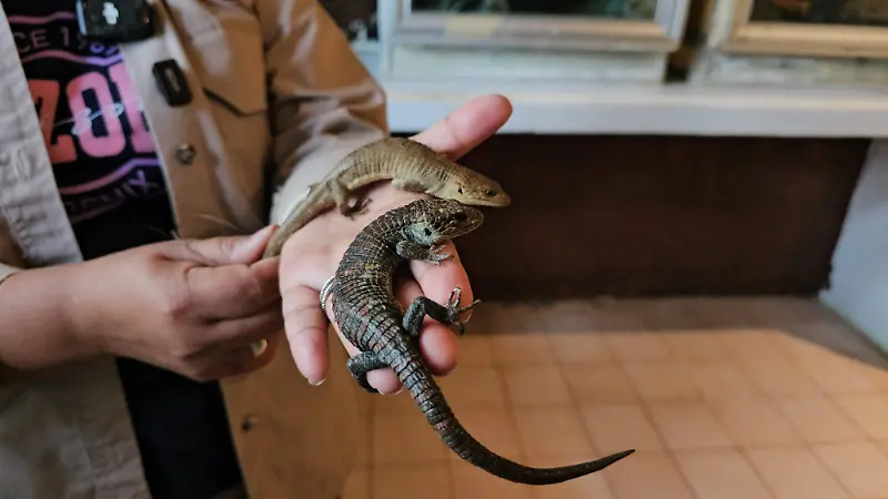 4 Dragoncillo san jose SCLC